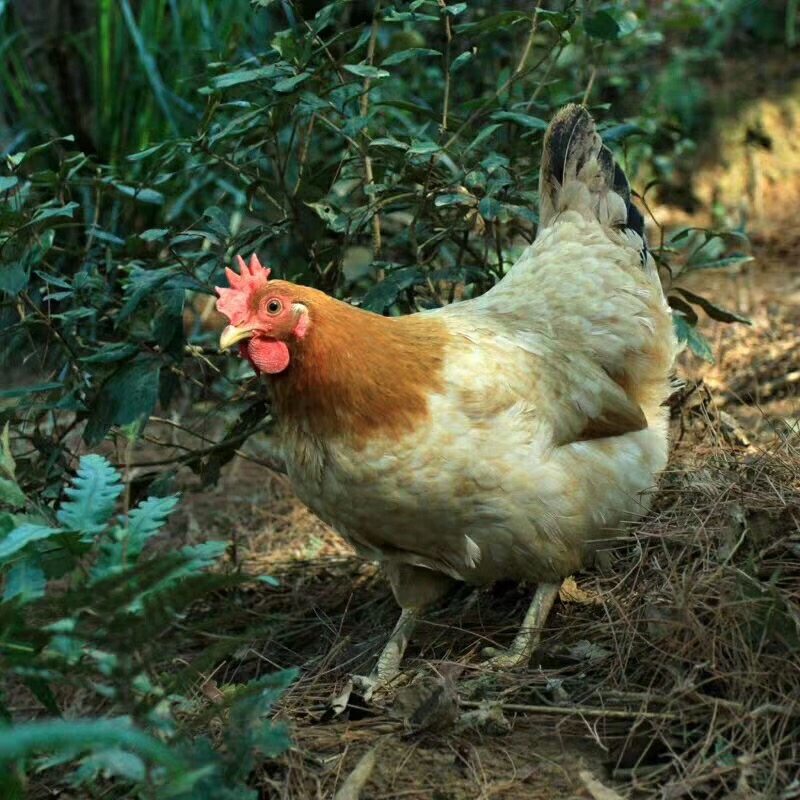 正宗农村散养土鸡老母鸡无为农村家养本鸡生蛋母鸡发顺丰运费自付,淘宝优惠券,粉丝福利购,淘宝优惠卷