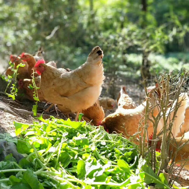 正宗农村散养土鸡老母鸡无为农村家养本鸡生蛋母鸡发顺丰运费自付,淘宝优惠券,粉丝福利购,淘宝优惠卷