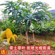Mango Sapiao Golden Huang Gui 7 Kate Big Fruit Four Seasons Result of wedding Miao result Southern planting with earth