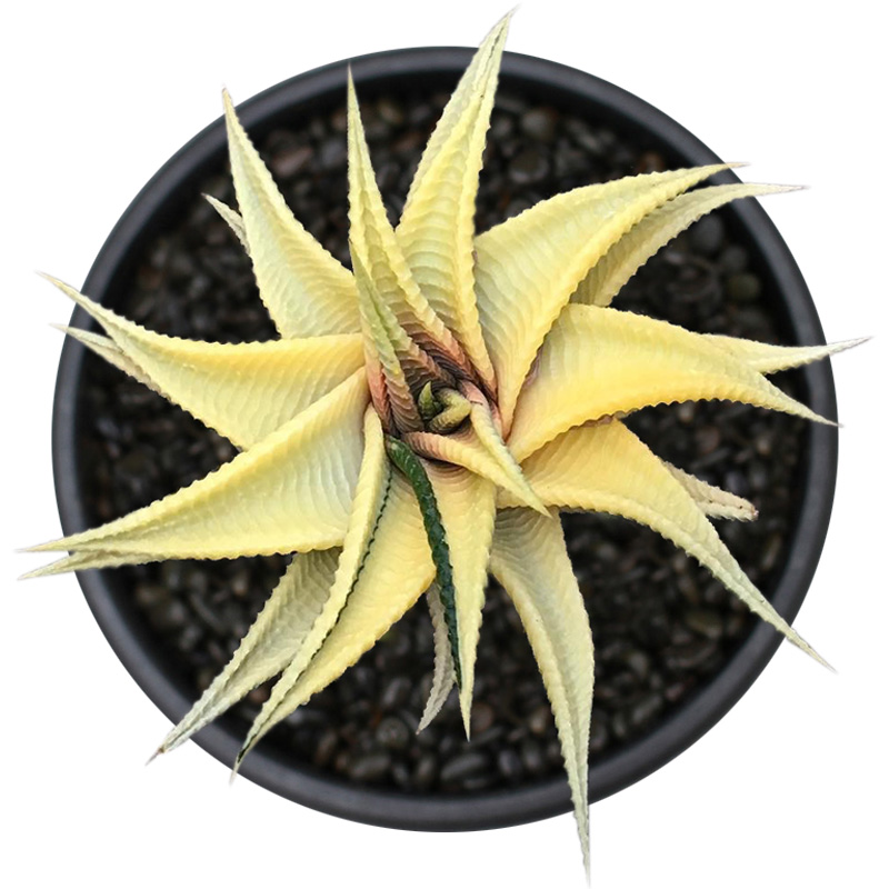 多肉植物琉璃殿锦硬叶十二卷琉璃殿办公室内绿植花卉小盆栽仙人掌 - 图3