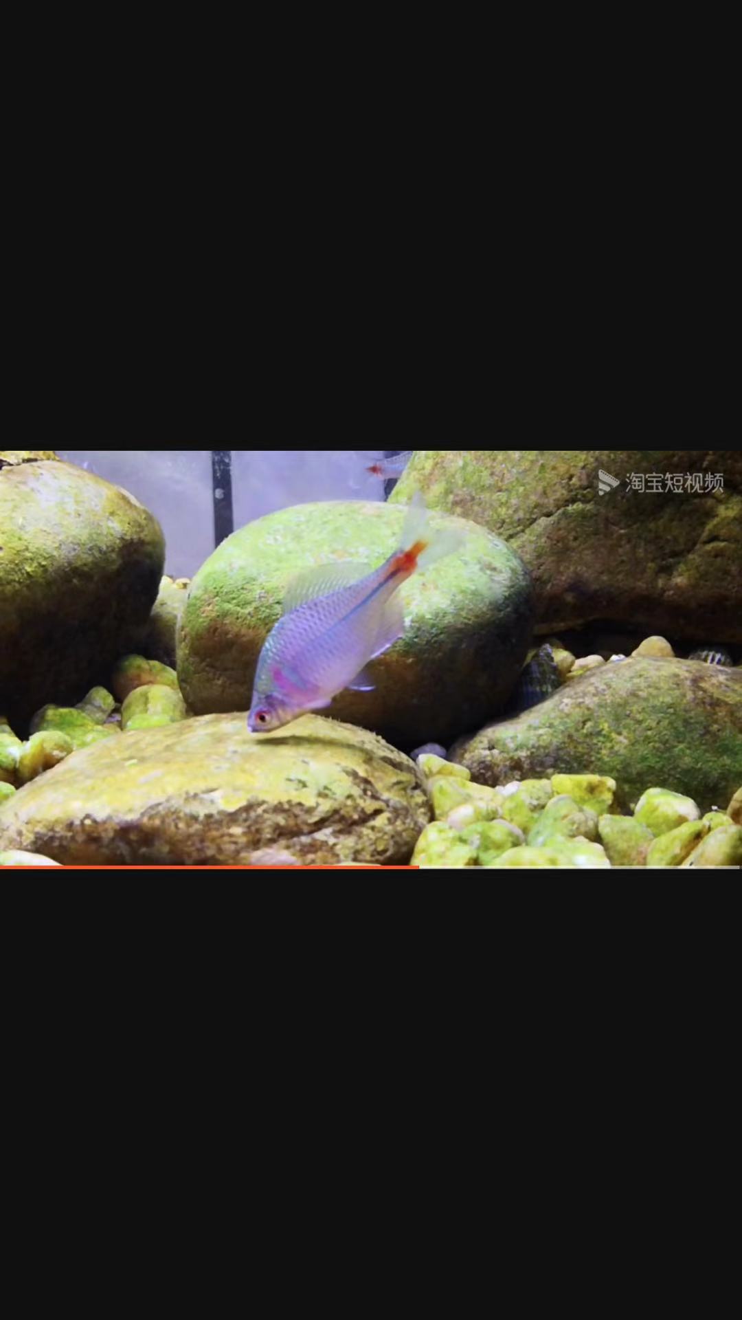 高体鳑鲏旁皮除藻观赏鱼活体水族宠物中国原生鱼群游小型淡水冷水 - 图2