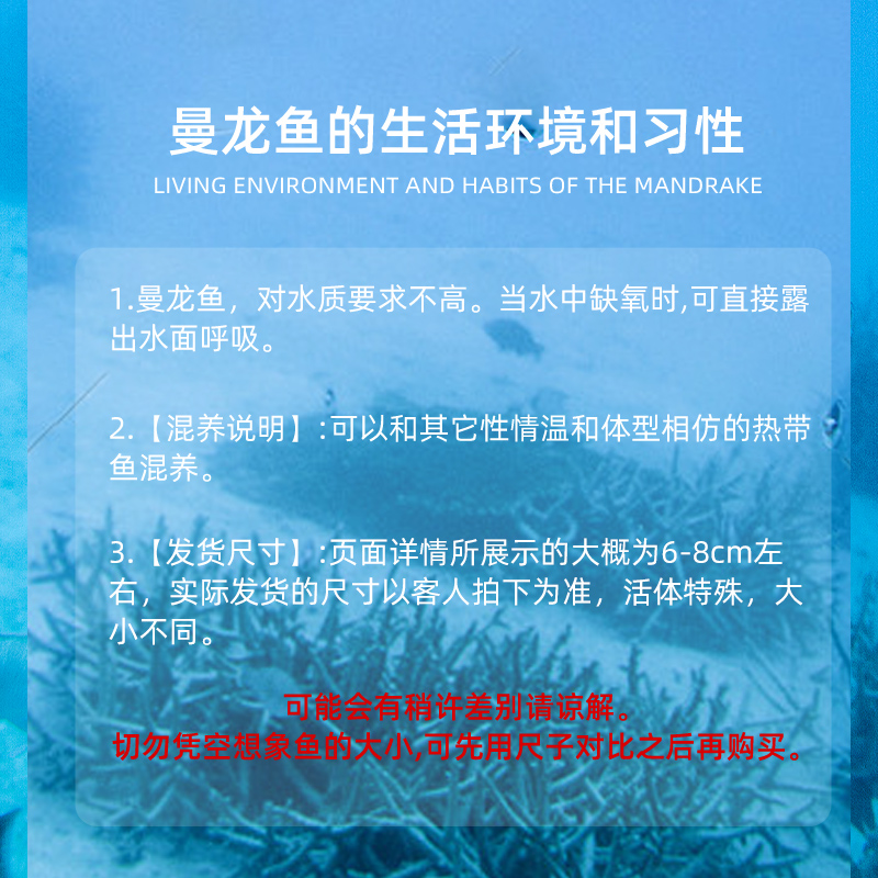 黄蓝银曼龙好养耐养活体小型新手懒人养丝足鲈热带混养观赏鱼一对 - 图1