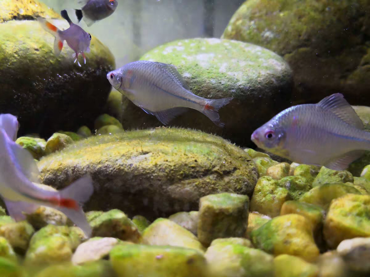 高体鳑鲏旁皮除藻观赏鱼活体水族宠物中国原生鱼群游小型淡水冷水 - 图0