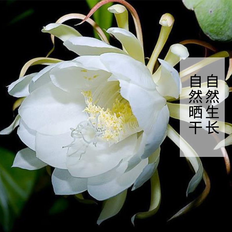 新鲜昙花昙花花朵琼花 非霸王花 现摘现发 发顺丰快递3.8元1朵 - 图1