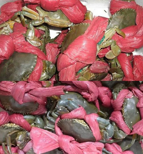 包装绳塑料绳捆绑绳打包绳塑料绳子捆扎绳尼龙绳绑螃蟹粗绳红色绳 - 图2