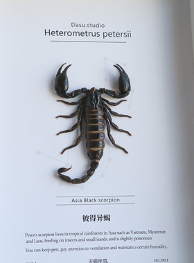 【天蝎座】雨林蝎子昆虫标本相框展示框罕见摆件相框小众手工礼物
