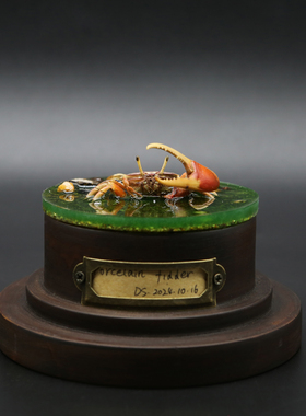 招潮蟹标本生态微景观玻璃罩摆件