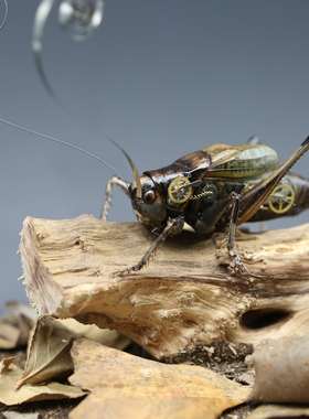 蒸汽朋克机械改造昆虫