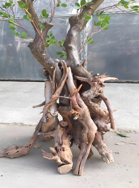 仿真米兰树干树枝室内装饰落地绿植橱窗造景摆件假树枯树根盆景