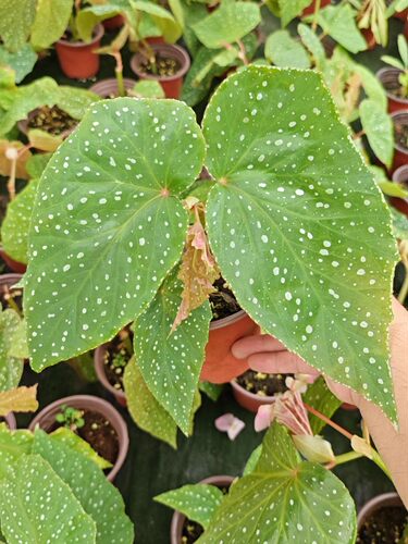 竹节秋海棠3网红盆栽塞拉山王乌头杂鳟鱼室内观叶好养耐阴盆栽 - 图0