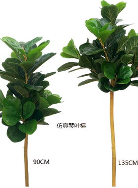 琴叶榕单枝绿叶盆景客厅装饰植物