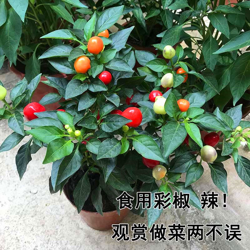 盆栽小米椒的注意事项,自己在家怎么种小米椒,盆栽小米椒摘顶吗(第2页)_大山谷图库