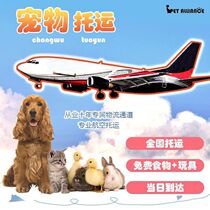 Chengdu Pet Consignment Kitty Dogs Air Express Delivery To National Separate Random Mailing Plane Consignment Service