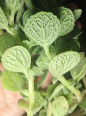 一期一會左手香纯露舒缓敏感过敏炎皮修复皮肤控油去痘补水油敏肌
