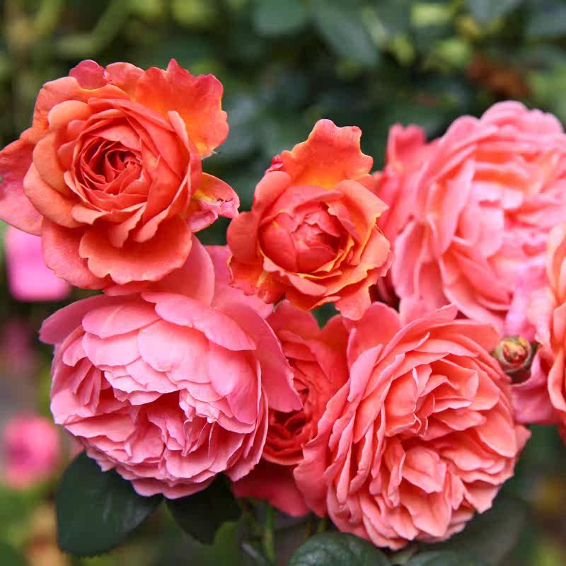 香织装饰月季花苗 日月灌木多季勤花浓香 阳台庭院花园盆栽