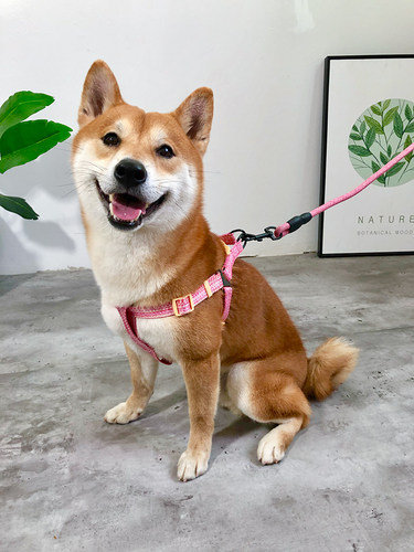 小狗工字胸背带防爆冲防挣脱柴犬雪纳瑞牵引绳幼犬遛狗绳宠物用品 - 图1