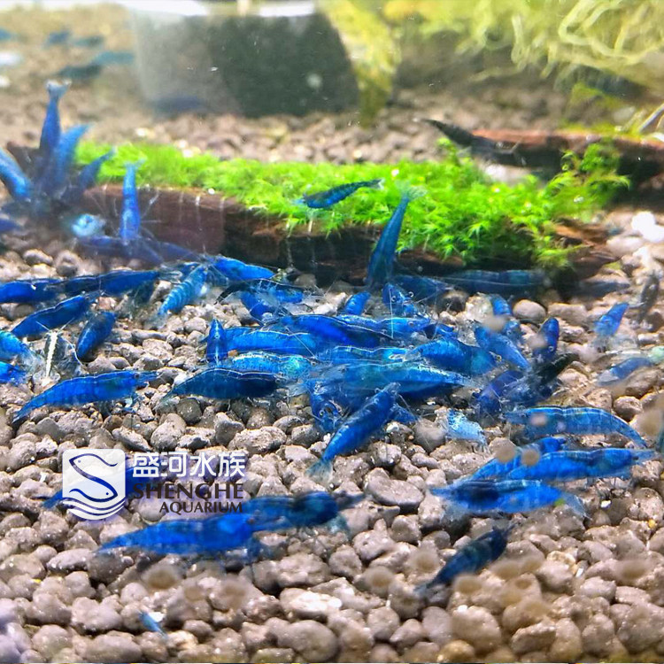 蓝色观赏虾蓝宝石水草缸除藻虾宠物虾工具虾淡水冷水活虾顺丰包邮