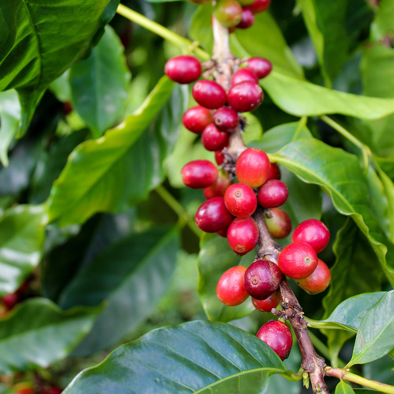 臻享 夏威夷可纳手冲咖啡peaberry岩区庄园小圆豆咖啡 免费磨粉 - 图1