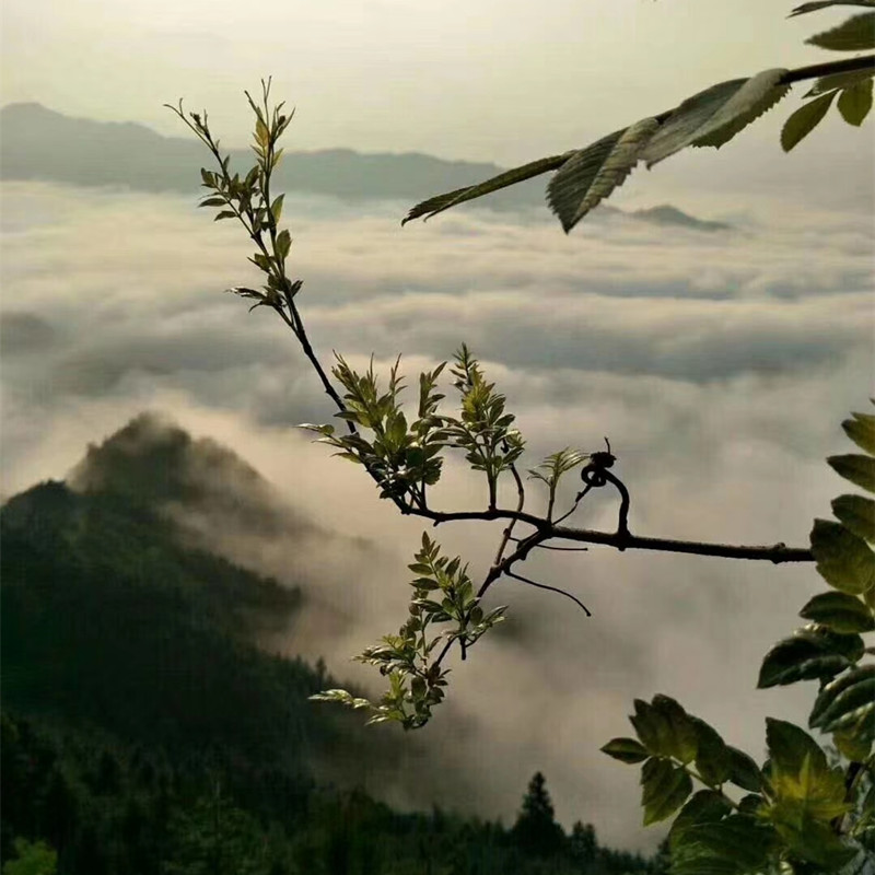 三江藤茶广西柳州特产2022年新茶高山云雾野生谷雨回甘茶侗乡凉茶