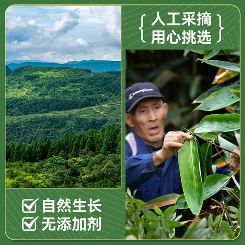 新鲜粽子叶大号包粽子专用的材料蛋黄现摘箬叶端午商用批发旗舰店 - 图1