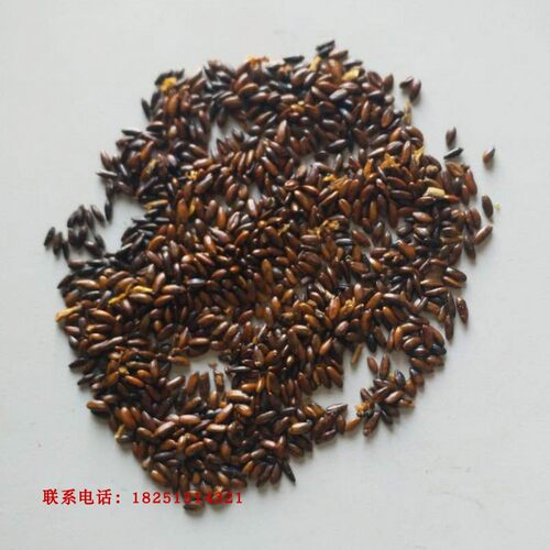 沙棘种子大果小果 带刺沙棘果树种子 沙枣树醋柳黄木种籽防风固沙 - 图3