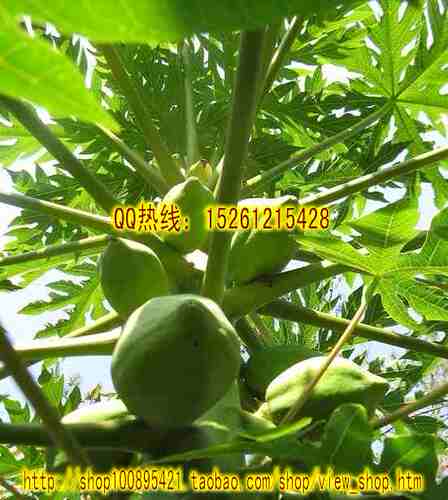 木瓜种子 木瓜树种子 光皮木瓜种子 皱皮木瓜种子 35元/斤 - 图1