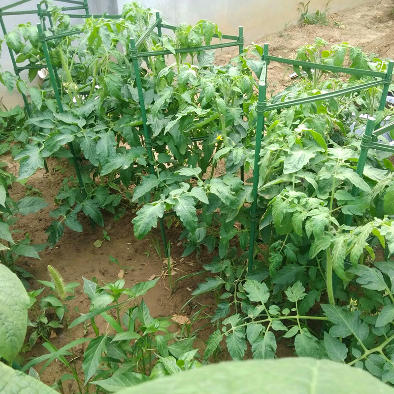 花架爬藤架庭院西红柿黄瓜植物番茄月季铁线莲种植菜攀爬架支撑架