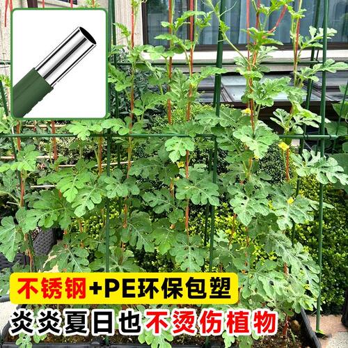 包塑钢管园艺支架豆角黄瓜爬藤支撑杆花园庭院植物番茄固定爬藤架 - 图3