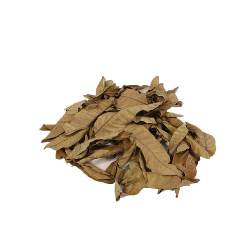 乌龟龙眼叶养龟躲避治疗水龟龟腐皮烂龟缸造景植物叶子饲养龟PH调 - 图3