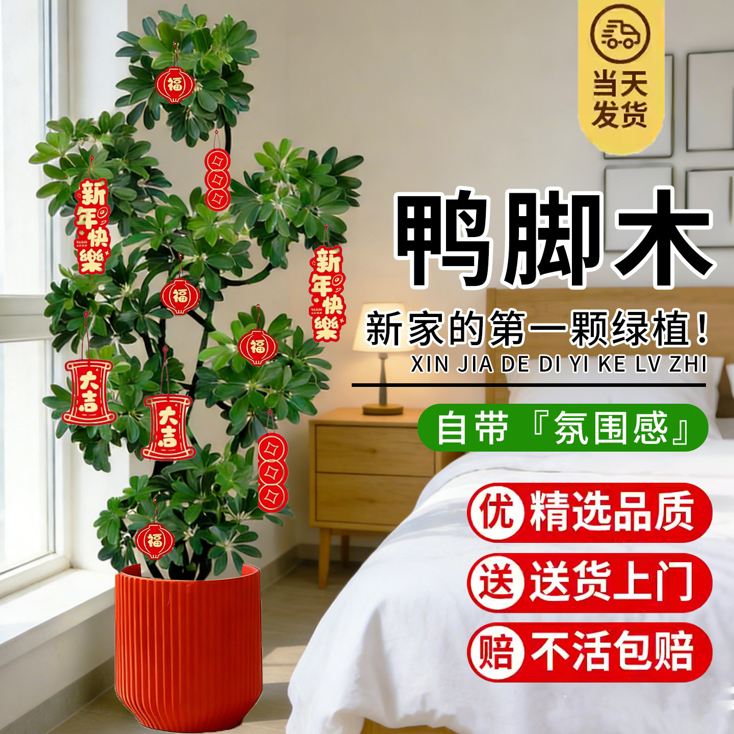 造型鸭脚木客厅大盆栽鸭掌木鹅掌柴室内乔迁绿植植物大型落地四季,淘宝优惠券,粉丝福利购,淘宝优惠卷