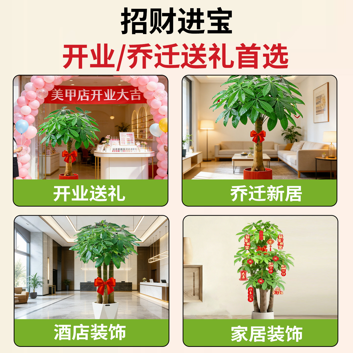 步步高发财树客厅盆栽大型室内绿植招财树办公室乔迁开业落地植物,淘宝优惠券,粉丝福利购,淘宝优惠卷