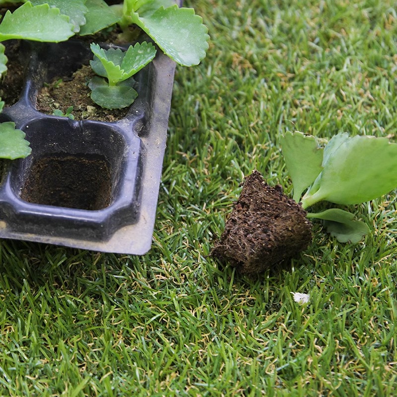 营养钵育苗盘育苗盆穴盘塑料杯多肉种植蔬菜育种扦插营养杯育苗盒 - 图2