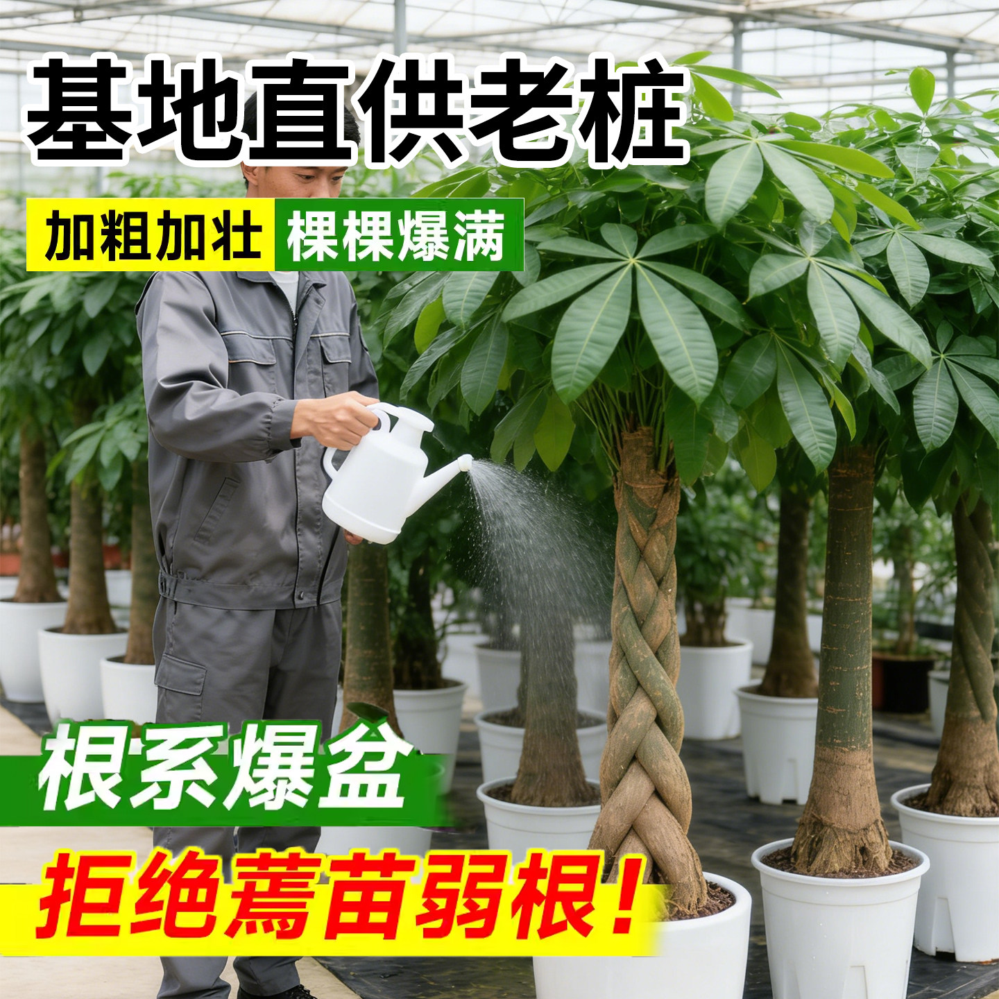 大辫子发财树客厅盆栽大型室内绿植招财树办公室乔迁开业三杆植物,淘宝优惠券,粉丝福利购,淘宝优惠卷