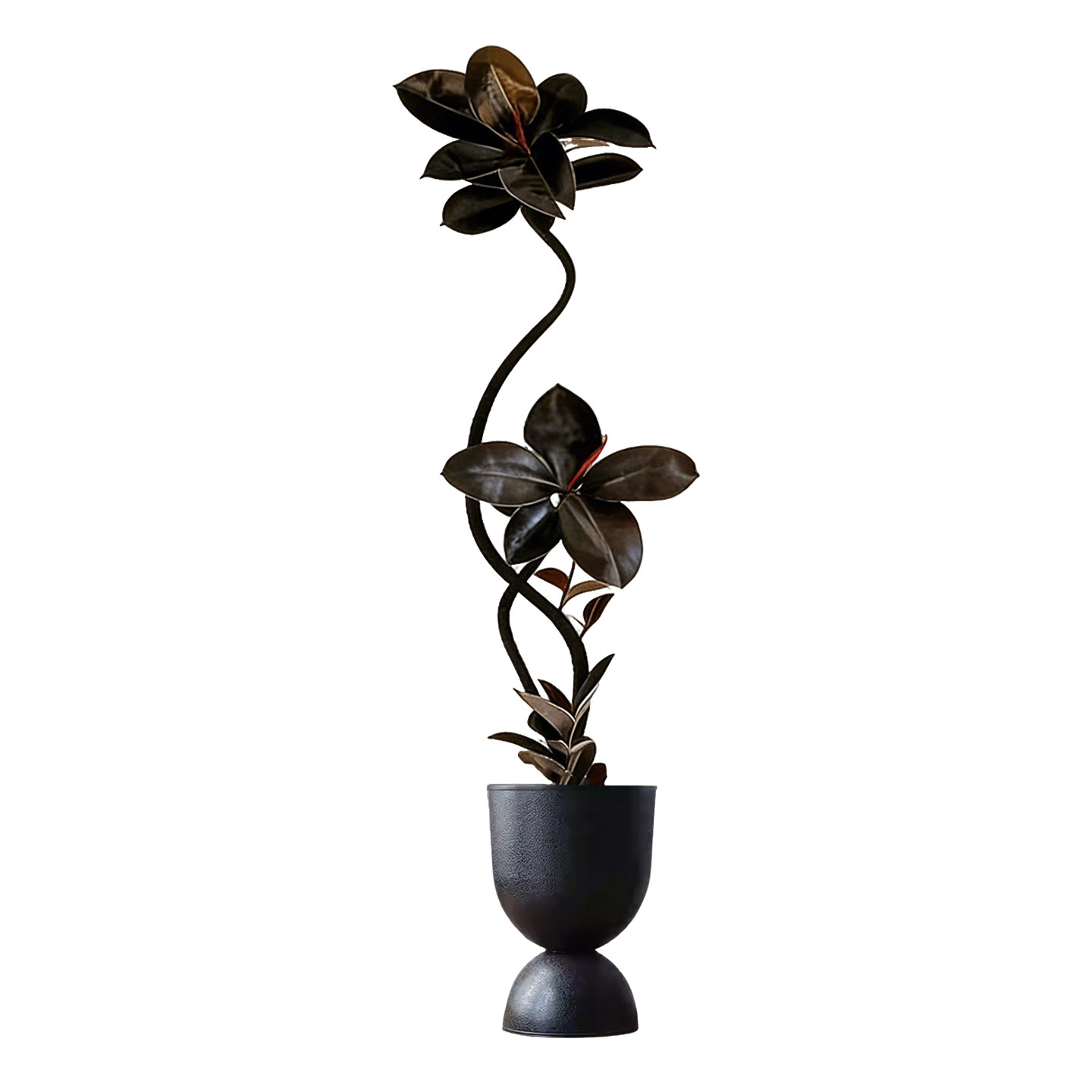 橡皮树大型绿植黑金刚客厅大盆栽拗造型室内办公室四季好养真植物,淘宝优惠券,粉丝福利购,淘宝优惠卷