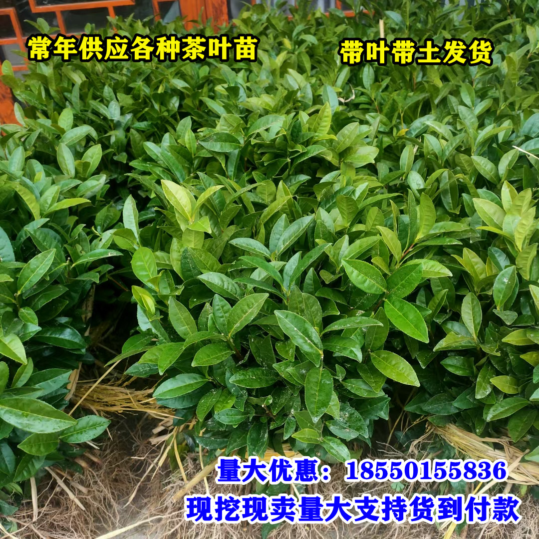 茶叶苗安吉白茶福鼎大毫茶叶树苗普洱茶龙井碧螺春福鼎大白茶苗