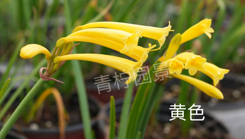 青柠园景 垂筒花 多年生常绿草本耐热耐寒春冬季观花盆栽植物包邮 - 图1