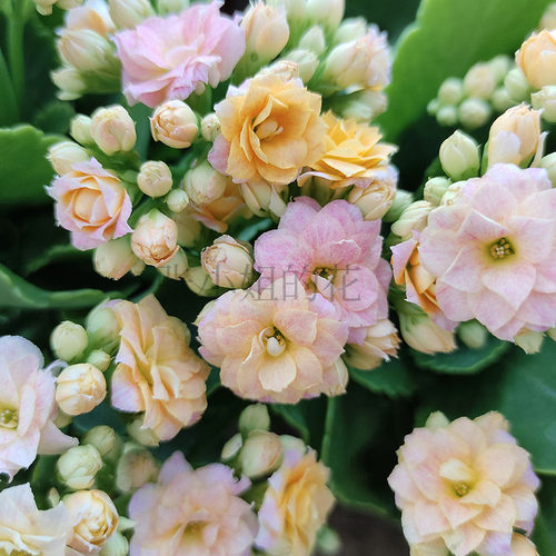 彩虹糖长寿花室内阳台带花苞花卉盆栽多肉植物花期长好养四季窗台 - 图2