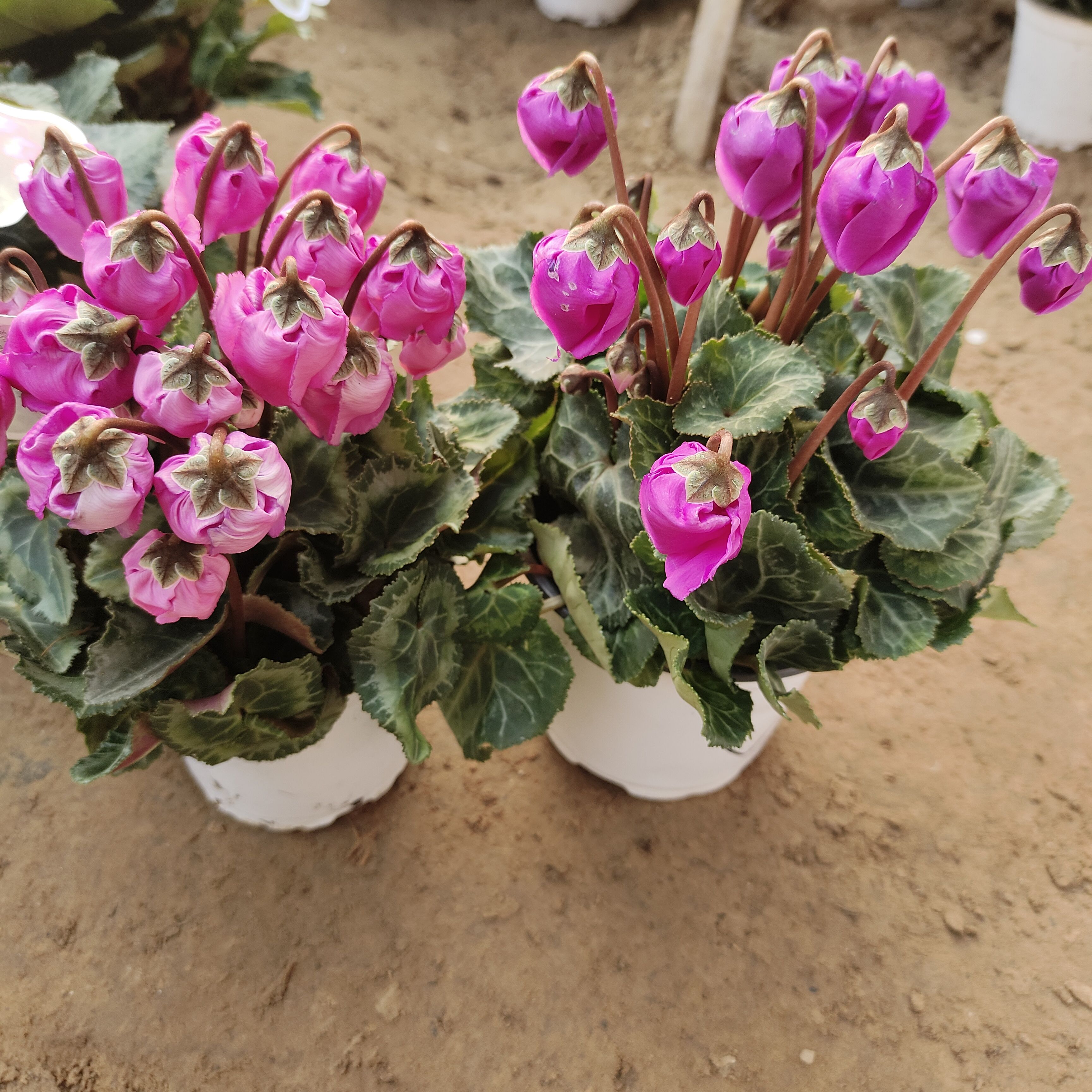 【直播特惠两盆装仙客来】花卉盆栽耐寒兔耳花室内阳台花卉花期长 - 图0