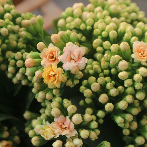 变色柠檬水果糖长寿花室内花卉重瓣好养花期长开花不断阳台庭院 - 图1