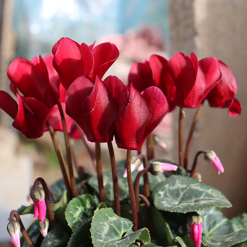 酒红仙客来盆栽带花苞花卉室内客厅阳台花露台耐寒花期长兔耳花 - 图0