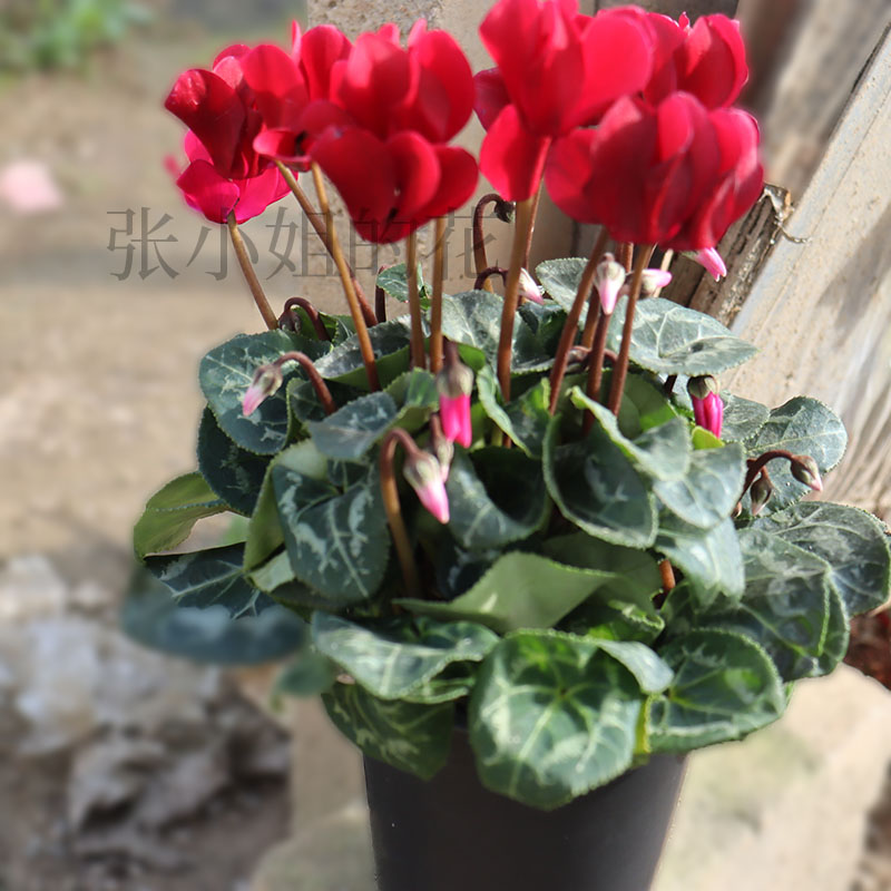 酒红仙客来盆栽带花苞花卉室内客厅阳台花露台耐寒花期长兔耳花 - 图1