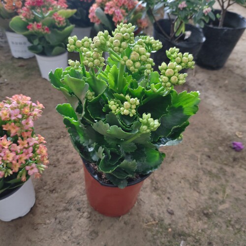 彩虹糖长寿花室内阳台带花苞花卉盆栽多肉植物花期长好养四季窗台 - 图1