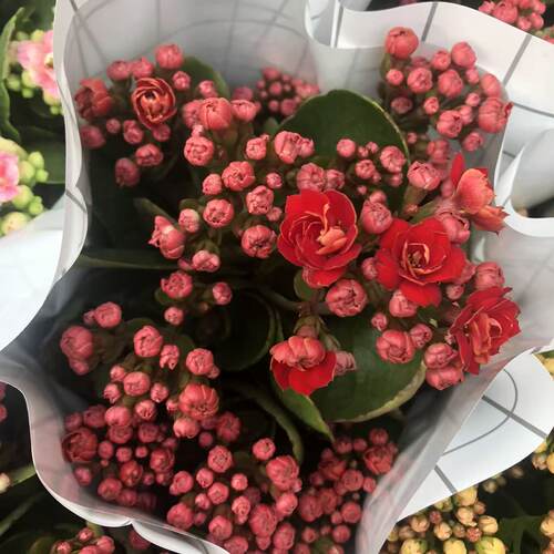 大颗型长寿花带花苞年宵花 室内阳台客厅桌面摆件新年装饰新年花 - 图1