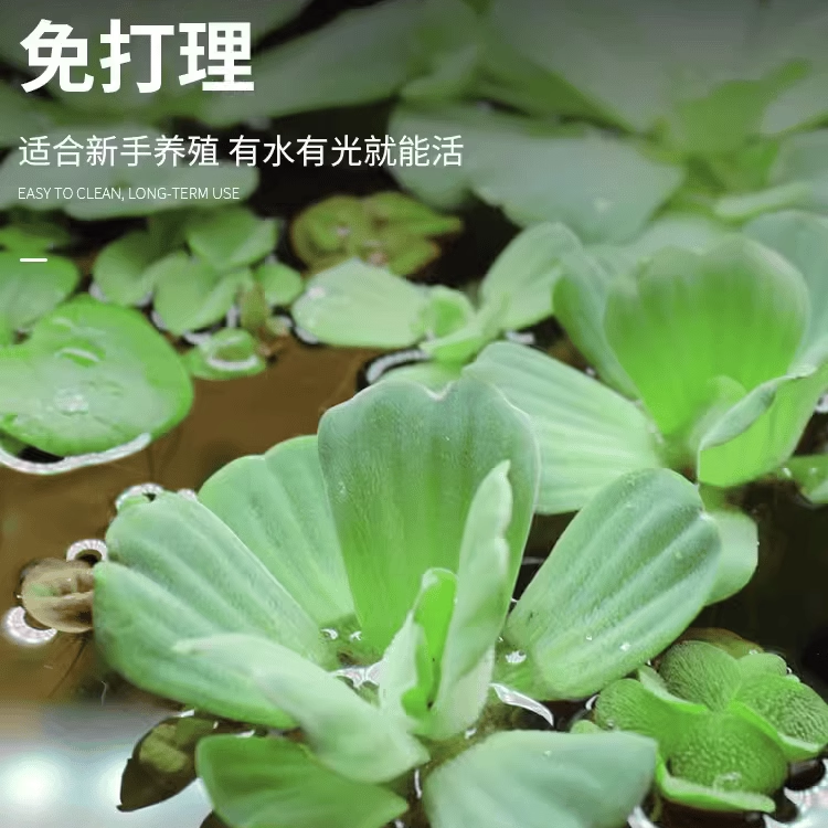 水葫芦水浮莲水培植物水生水芙蓉水草养鱼鱼缸圆心萍浮萍净化水质-图2