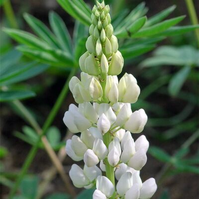 鲁冰花种子 花种籽子四季播种易活秋冬种植适合冬天种的花种 虎窝淘