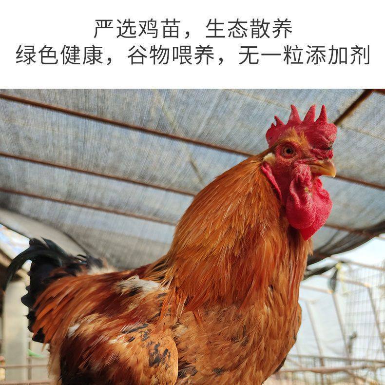 九斤红种蛋受精蛋包邮价九斤黄鸡土鸡蛋黄受精种蛋蛋鸡散养宠物鸡,淘宝优惠券,粉丝福利购,淘宝优惠卷