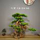 Simulated welcome pine root carving bonsai ornaments for hotel and B&B decoration simulated tree entrance indoor landscape Zen