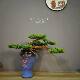 Root carving Thuja cypress welcoming pine green plant bonsai ornaments landscaping hotel decoration simulation tree porch creative vase ornaments