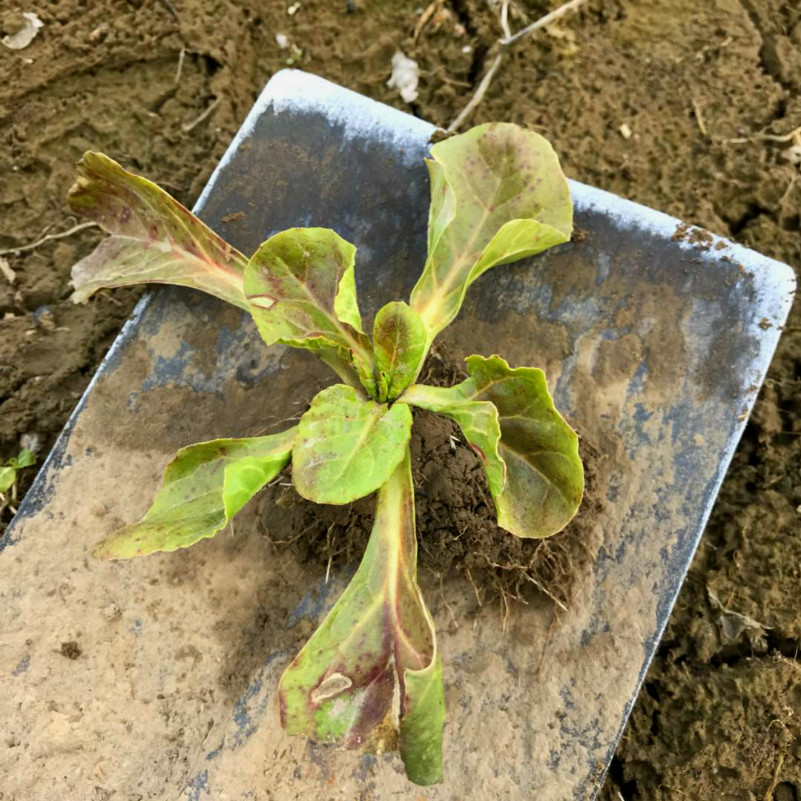 农家传统甜菜种苗老品种青菜种非转基因非杂交庭院田园可留种-图1