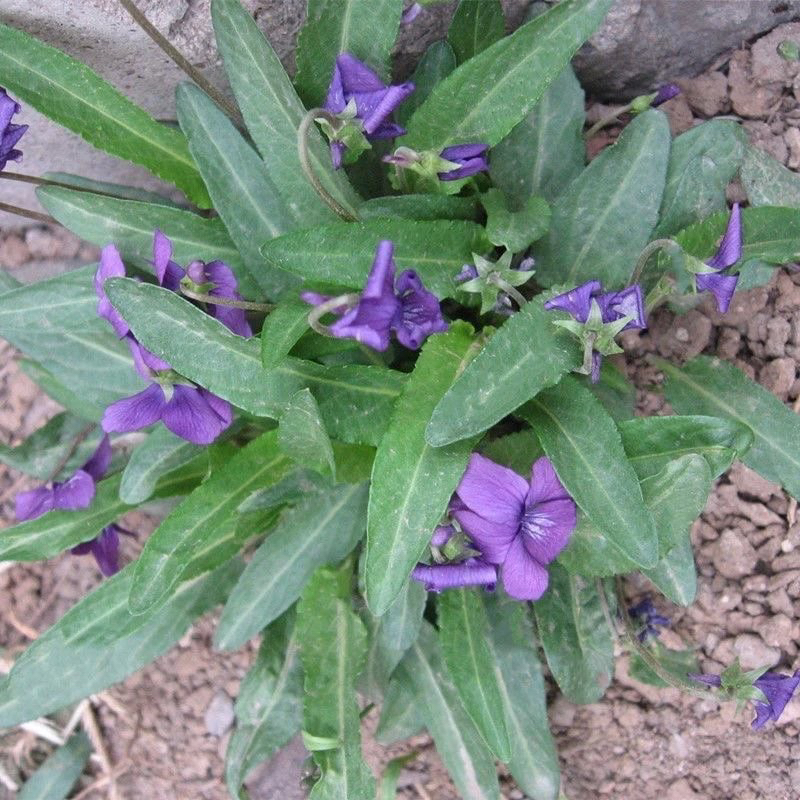 紫花地丁种子多年生花种籽子野堇菜花籽春秋易活地被覆绿耐寒耐阴 - 图0